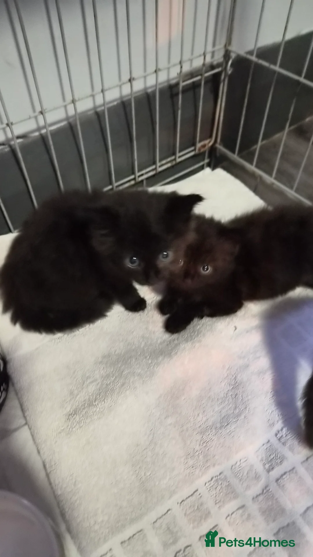 Mixed Breed cats for sale:  Beautiful Black female kitten  - Advert 2