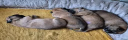 Mixed Breed dogs for sale: French bulldog Tzu pups - Advert 9