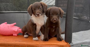 Labradoodle dogs - Advert 1
