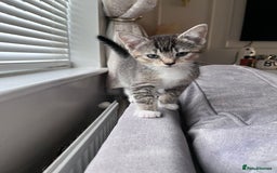 Mixed Breed cats for sale: Beautiful kittens  - Image 11