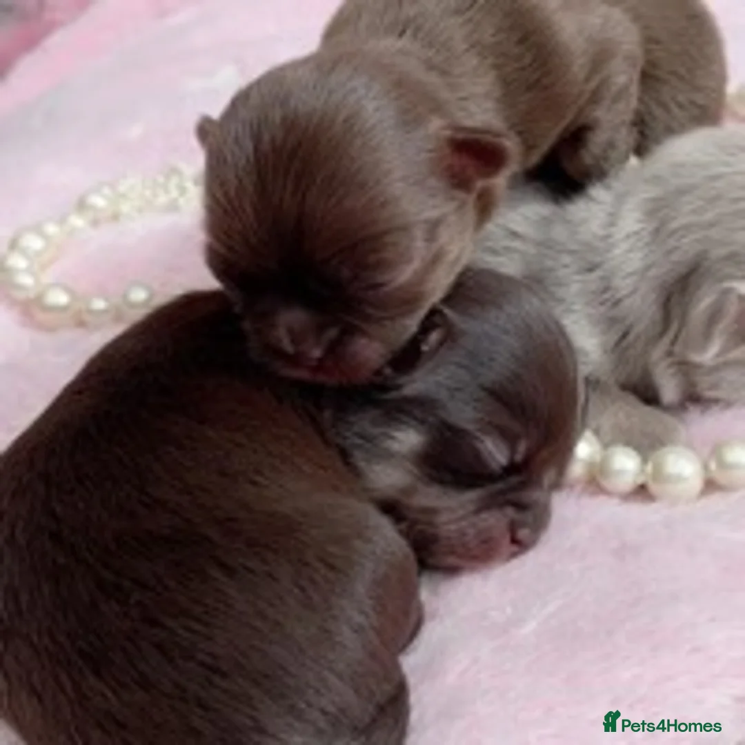 Chihuahua dogs for stud: Extra tiny chocolate and tan stud dog DNA tested in Rotherham - Advert 17