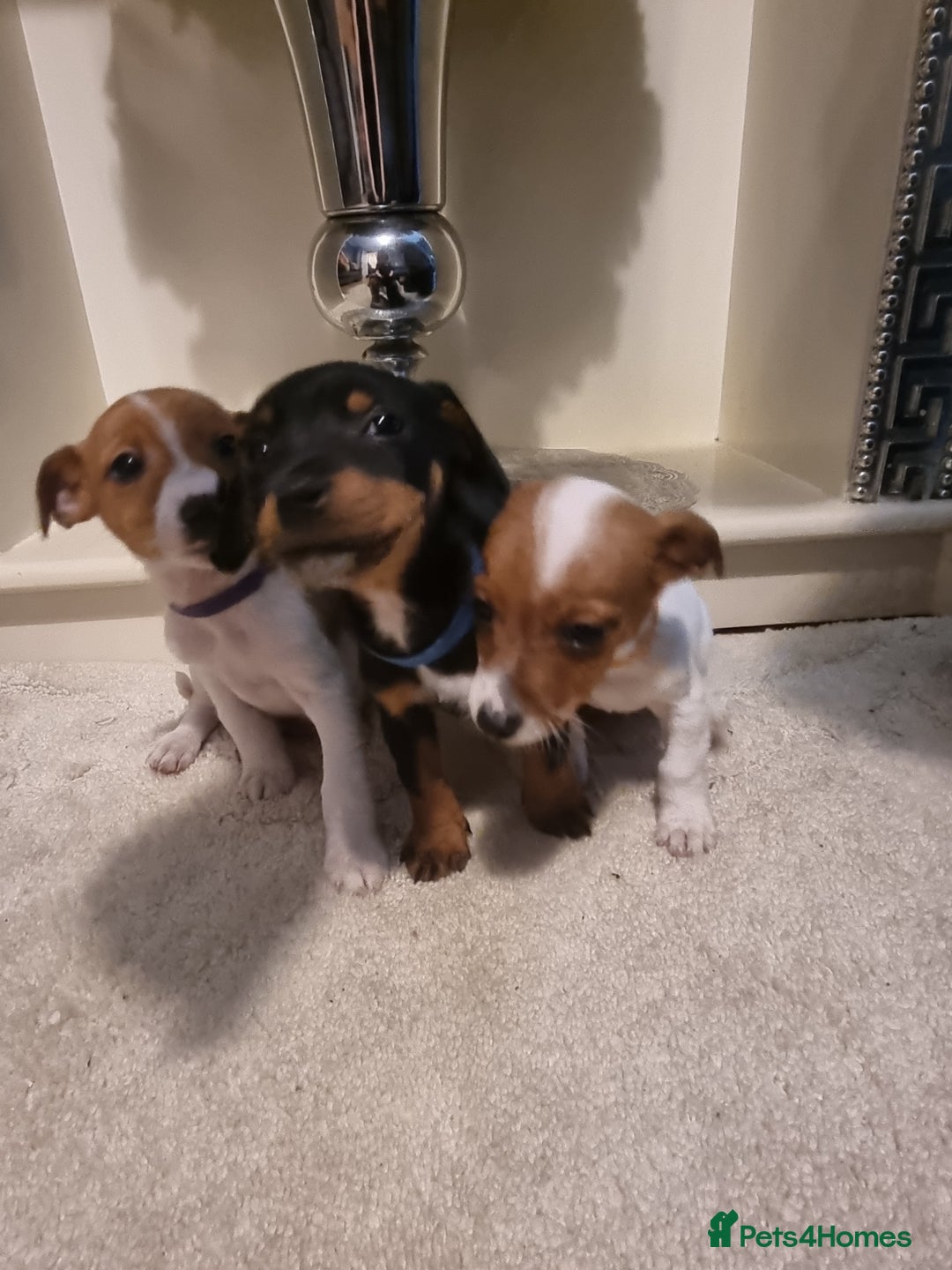 Jack Russell dogs for sale: Jack russell  - Advert 4