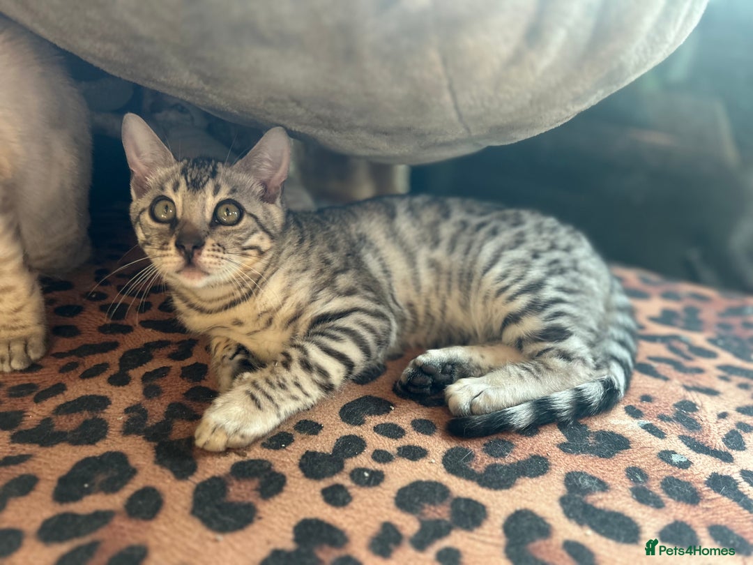 Bengal cats for sale: Two incredibly friendly TICA reg kittens  in Darwen - Image 18