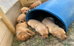 Labrador Retriever dogs for sale: Fox Red Labrador puppies  - Image 16