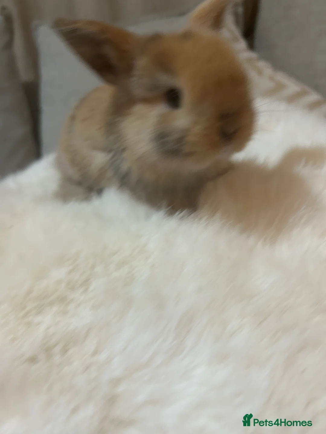 Mini Lop rabbits for sale: Beautiful Mini Lop eared bunnies.  - Advert 5