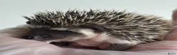 Pygmy Hedgehog rodents for sale: African Pygmy Hedgehog  in Eastleigh - Advert 7
