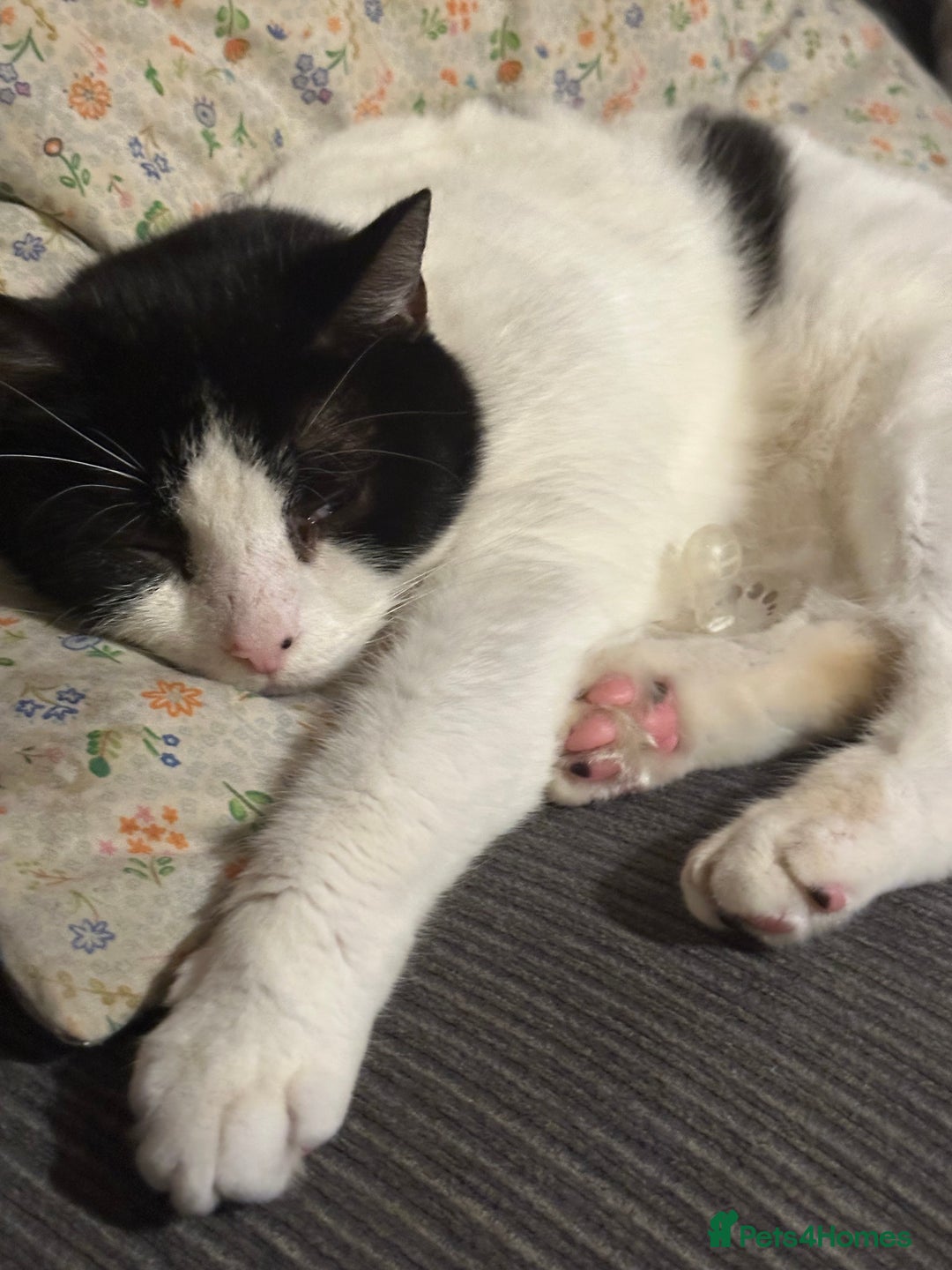 Mixed Breed cats for sale: Can you give Dennis a loving home? - Image 4