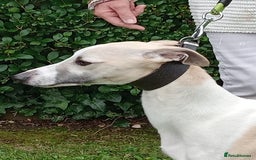 Whippet dogs for sale: STUNNING LITTER OF KC REGISTERED WHIPPET PUPPIES  - Image 4