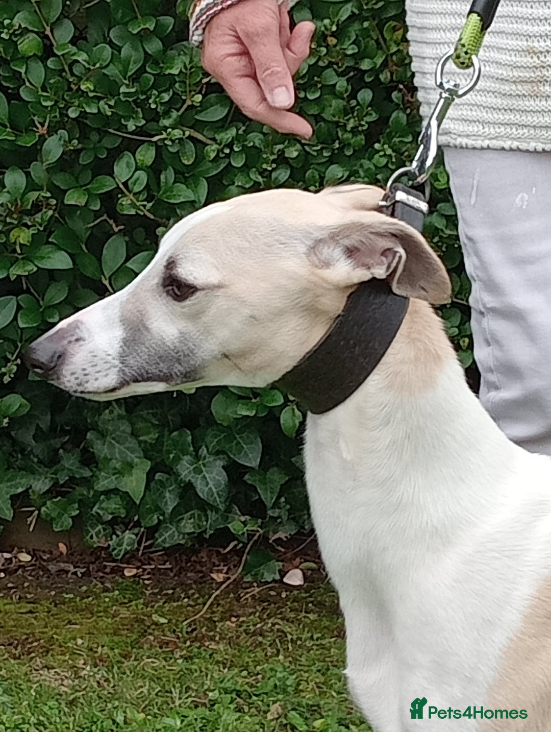 Whippet dogs for sale: STUNNING LITTER OF KC REGISTERED WHIPPET PUPPIES  - Image 4