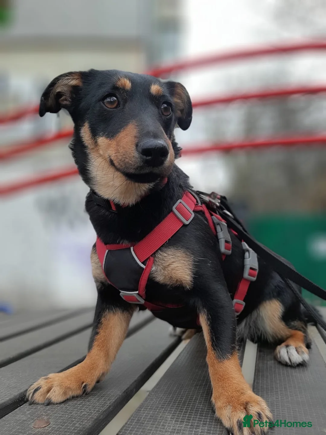 Mixed Breed dogs for adoption: ❤️🐶 BETTY – THE LITTLE ONE WHO MELTS ON YOUR LAP in Burton-on-Trent - Advert 2