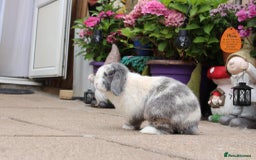 Mini Lop rabbits for sale: Stunning mini lops for reserve  - Image 7