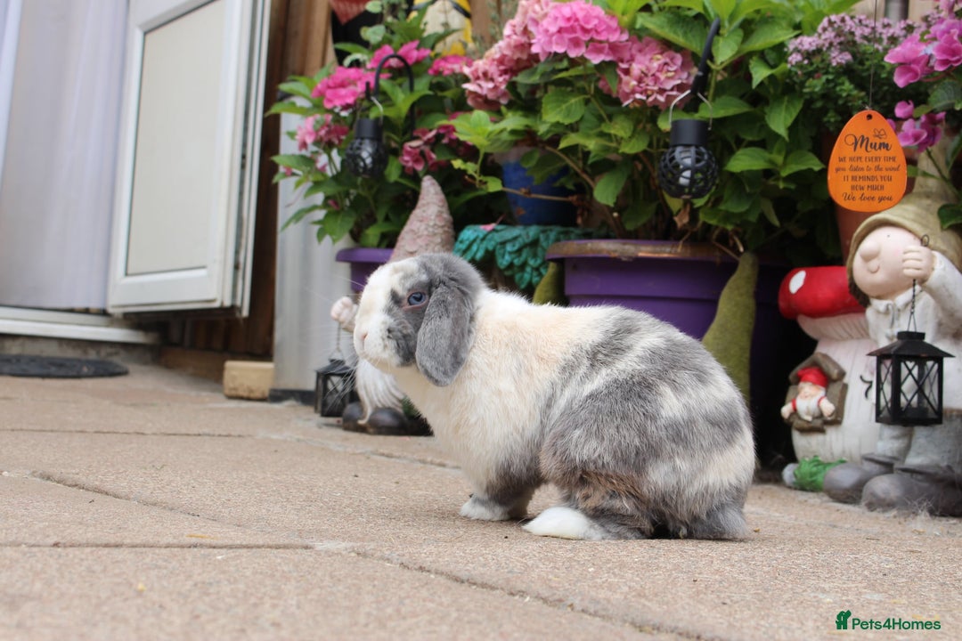 Mini Lop rabbits for sale: Stunning mini lops for reserve  - Image 7