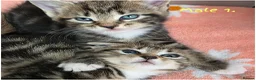 Mixed Breed cats for sale: 🔹️🔹️Lovely Kittens🔹️🔹️Ragdoll x domestic cat.  - Advert 7