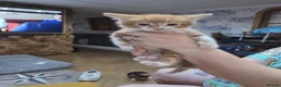 Mixed Breed cats for sale: 4 Kittens For Sale in Leighton Buzzard - Advert 8
