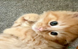 Mixed Breed cats for sale: Delightful Rag-doll Mixed Breed Kittens READY NOW! - Image 15