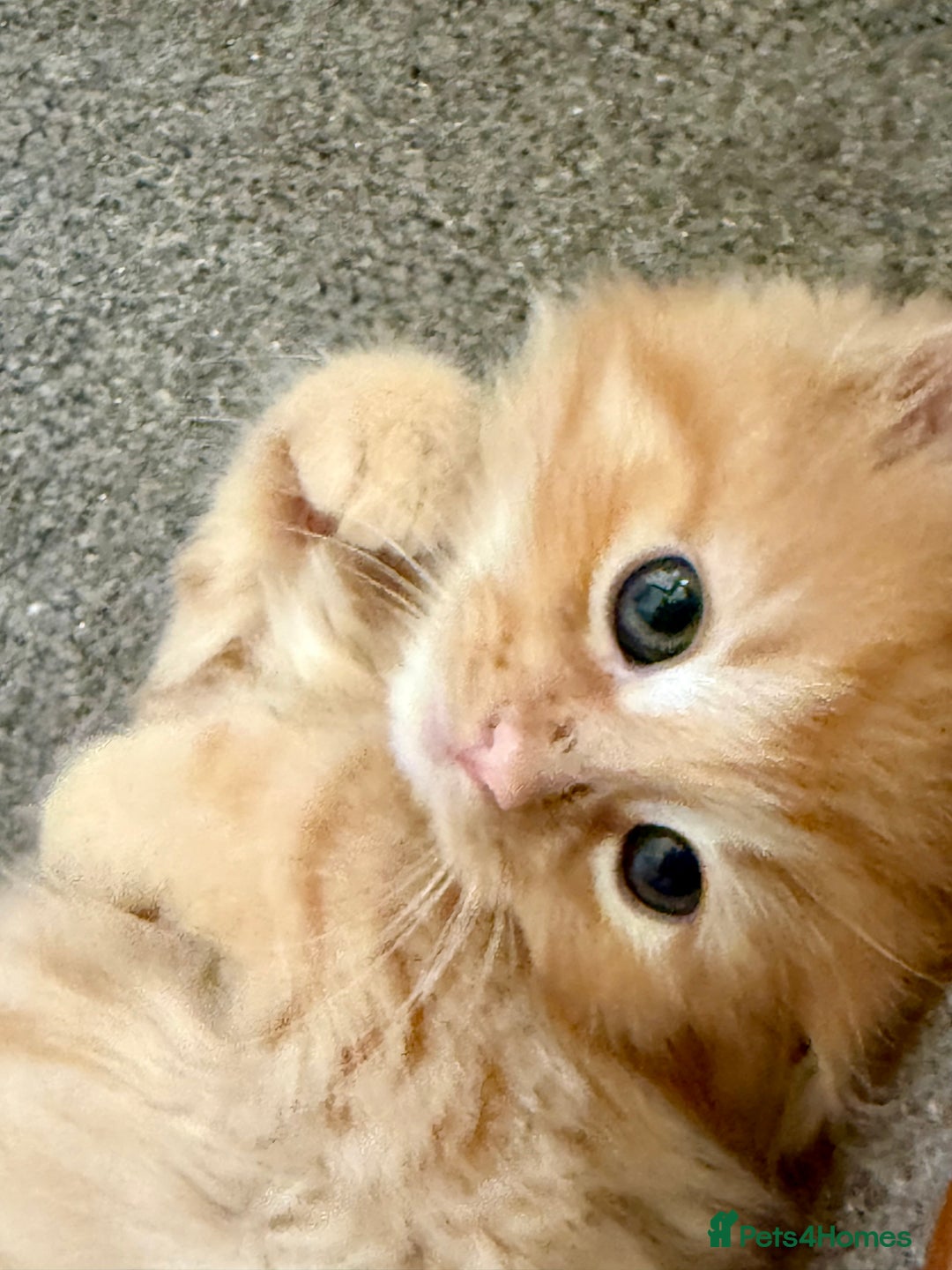 Mixed Breed cats for sale: Delightful Rag-doll Mixed Breed Kittens READY NOW! - Image 15