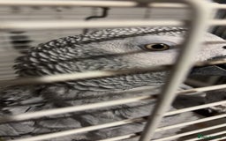 Parrots birds for sale: African gray male  - Image 6