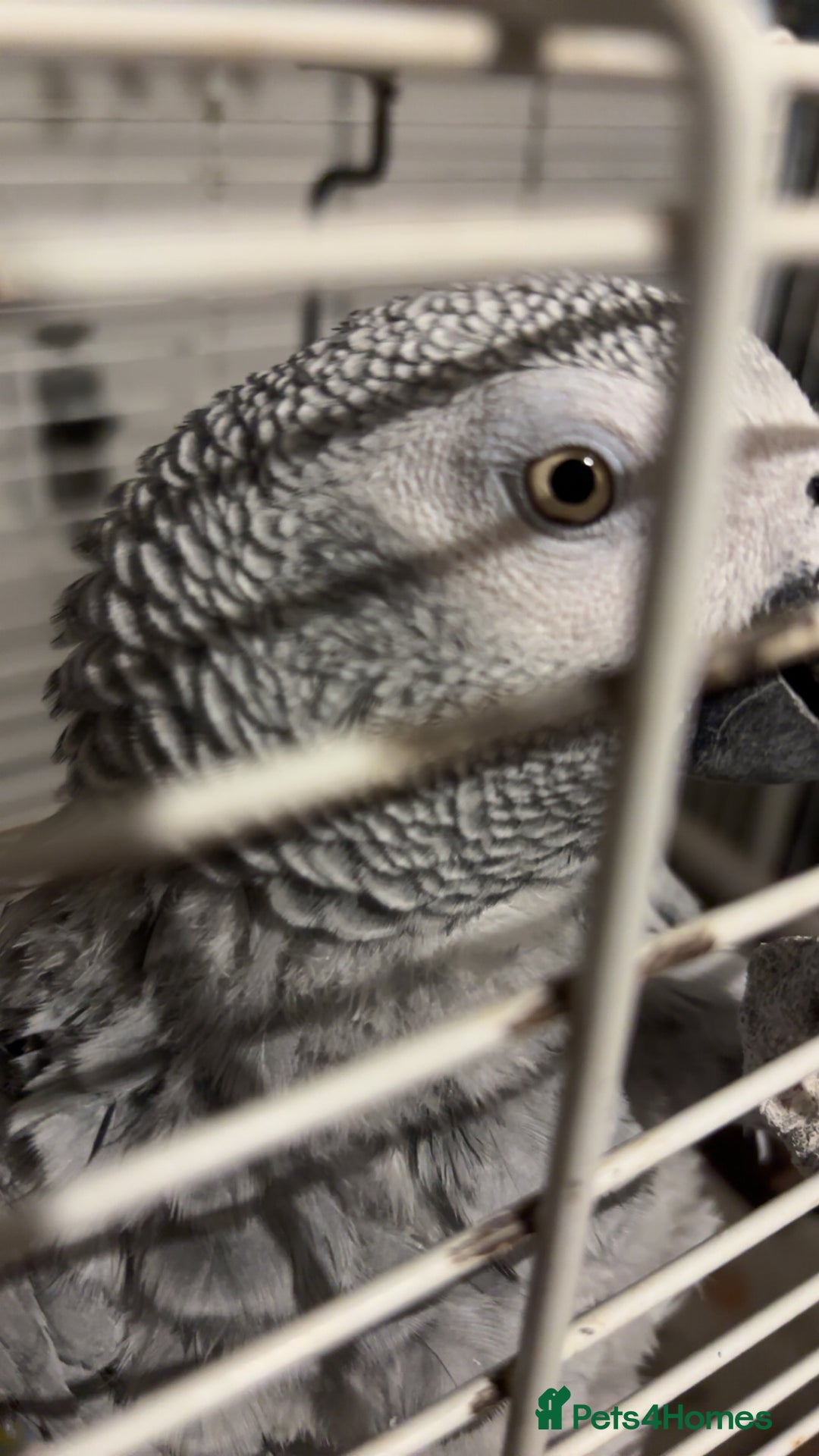 Parrots birds for sale: African gray male  - Image 6