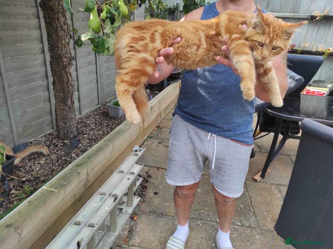 Maine Coon cats for sale: Maine Coon kittens  in Rushden - Image 10