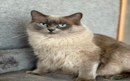 Ragdoll cats for sale: Ragdoll adult  Tica  - Image 6