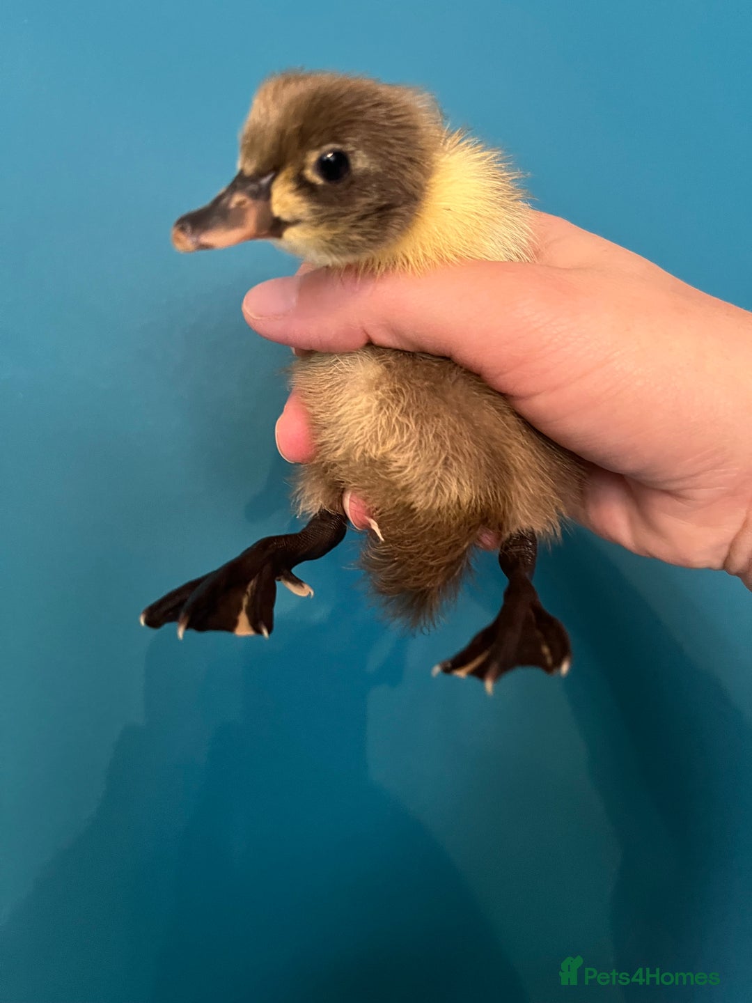 Ducks poultry for sale: Runner ducklings - Image 10