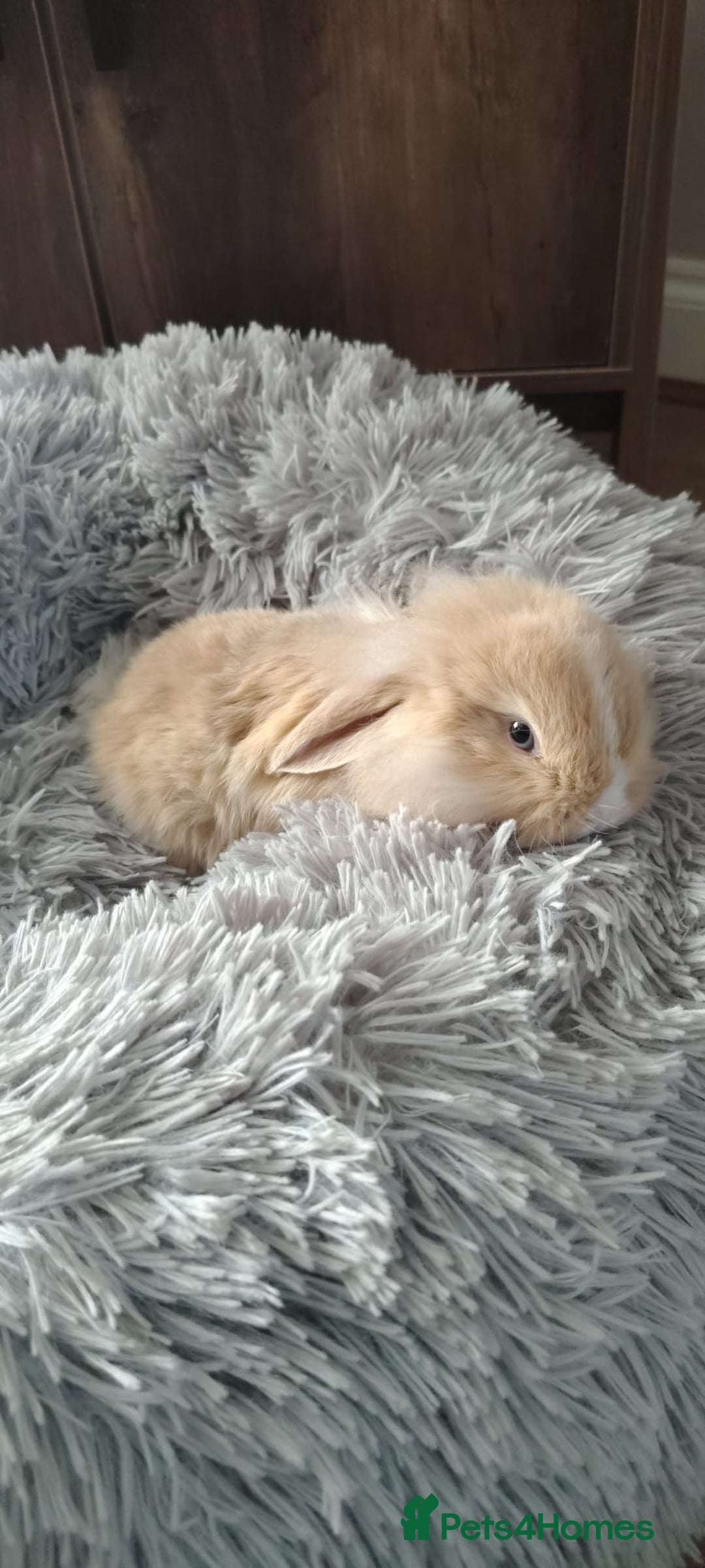 Mini Lop rabbits for sale: Beautiful Mini Lop Babies - 6 to choose from  - Image 23