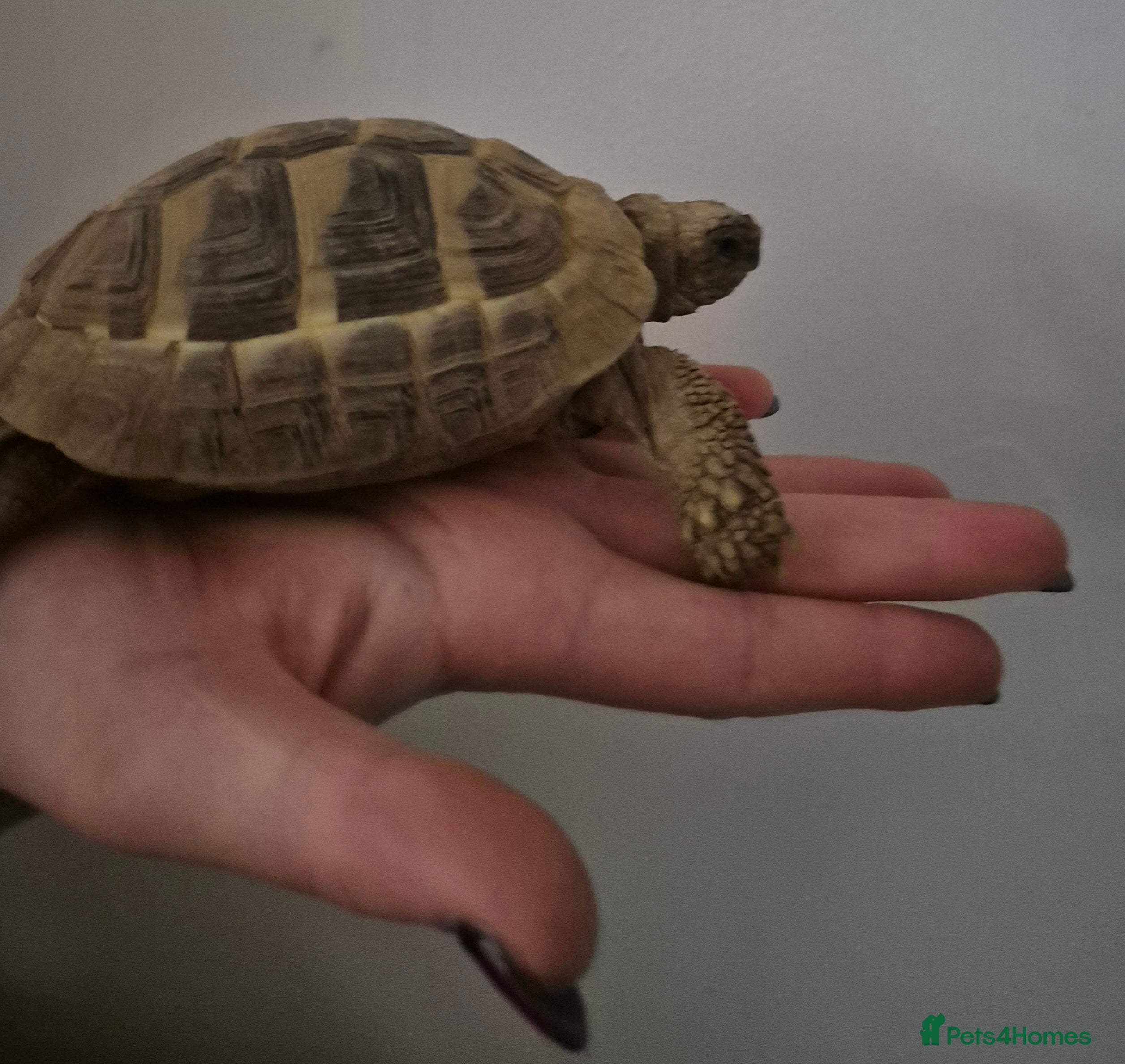 Tortoise reptiles Hermann’s tortoise - Advert 14