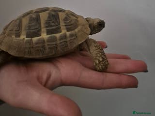 Tortoise reptiles Hermann’s tortoise - Advert 6