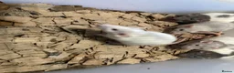 Rat rodents for sale: Rats for sale  in Hull - Advert 6