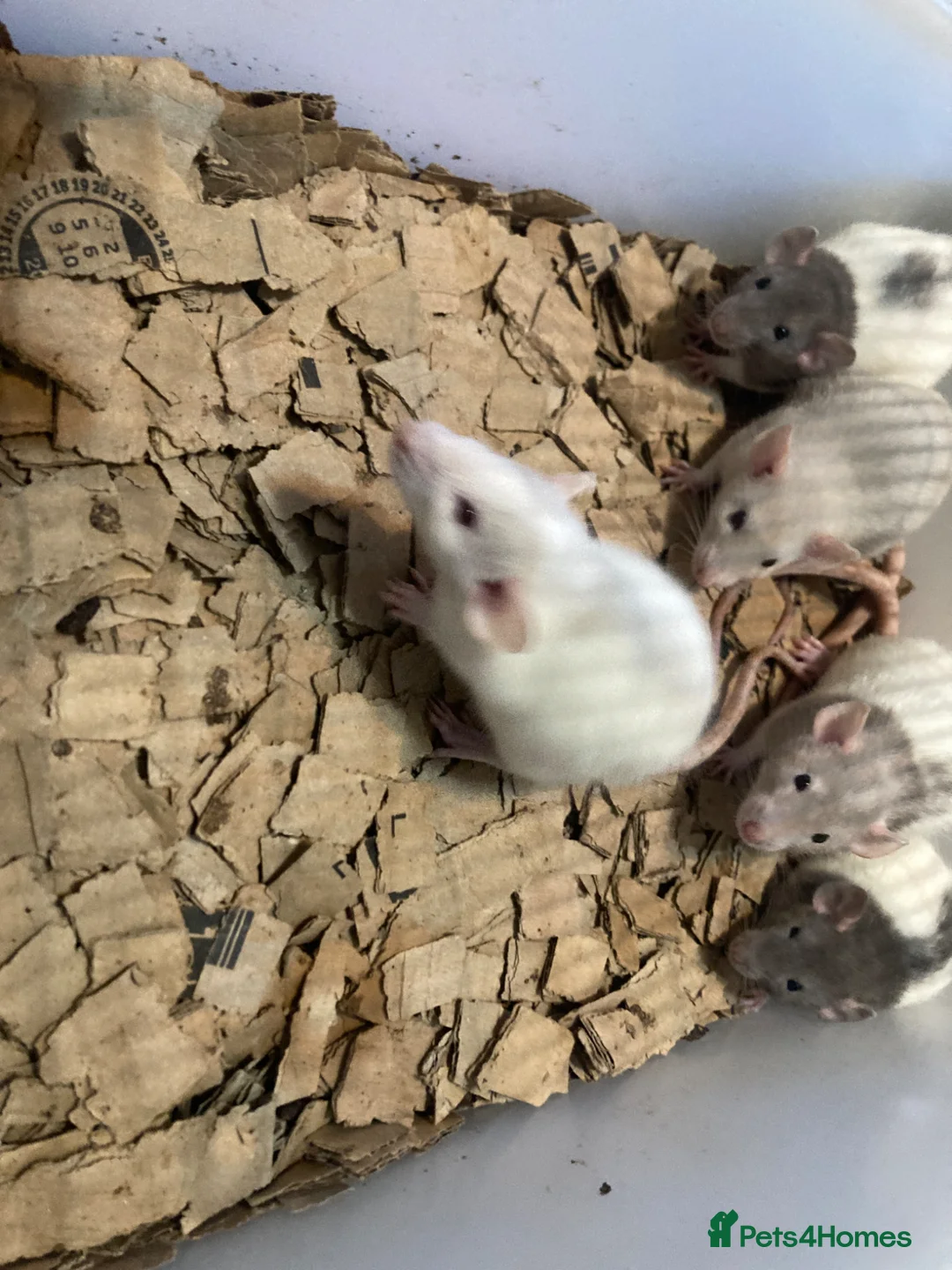 Rat rodents for sale: Rats for sale  in Hull - Advert 6