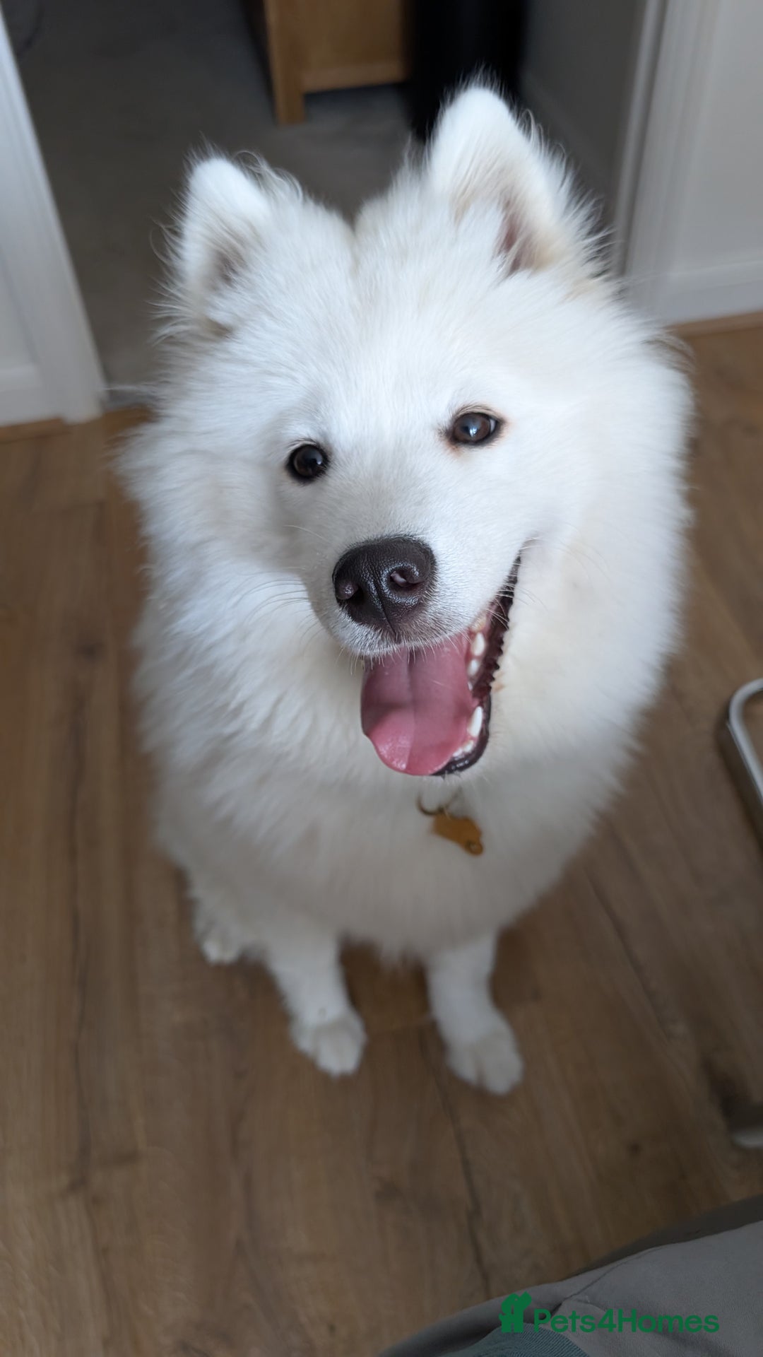 Samoyed dogs for sale: 1 year old Samoyed female for rehome - Image 3