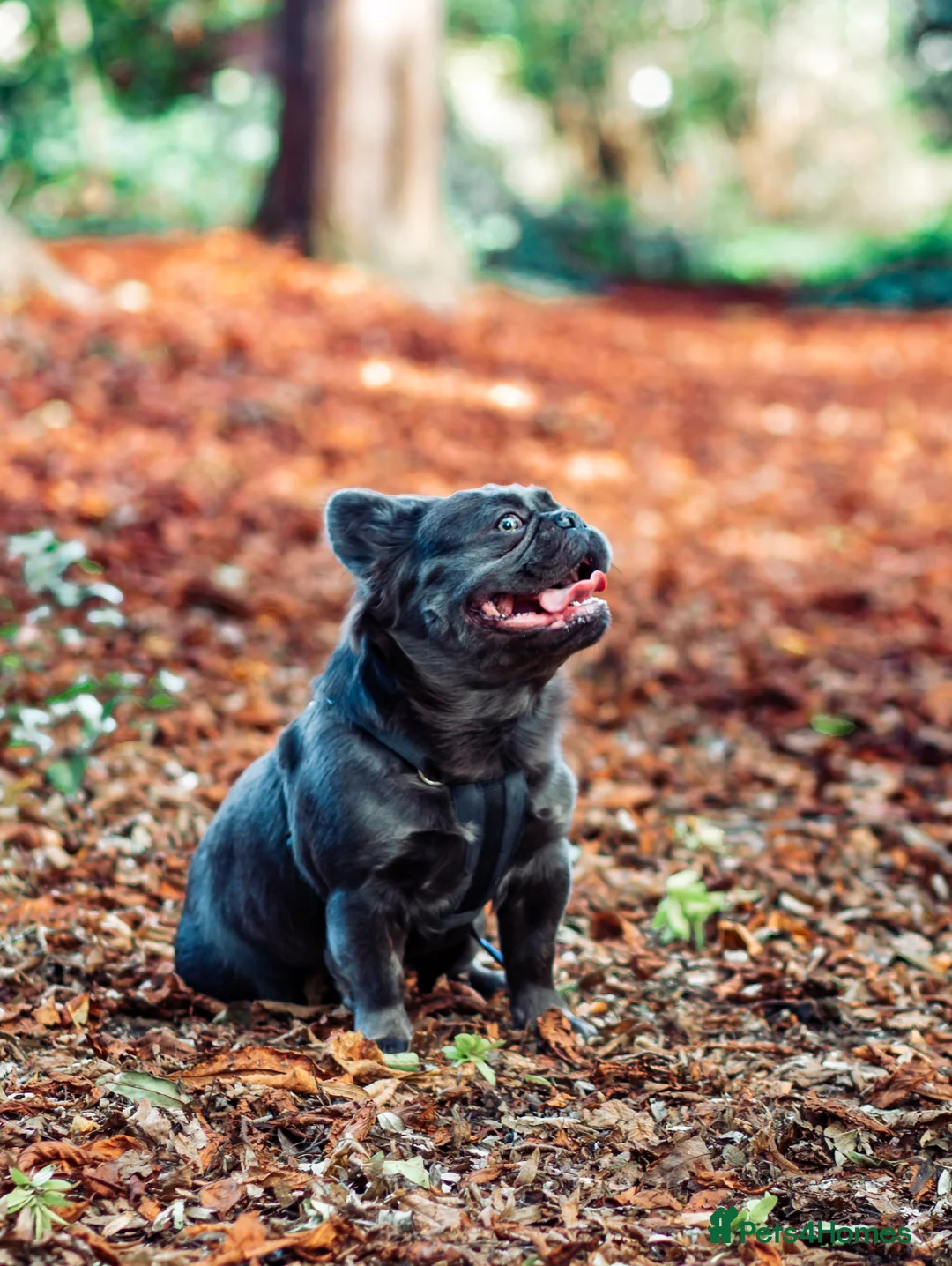 French Bulldog dogs for stud: 🔥🔥 PROVEN L1 & L4 BLUE VISUAL FLUFFY STUD 🔥🔥 in Feltham - Advert 16