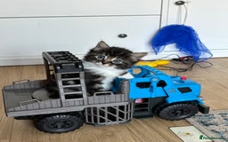 Domestic Shorthair cats for sale: 2 Kittens available  - Image 5