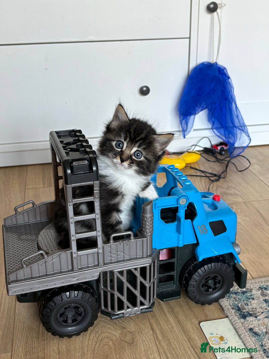 Domestic Shorthair cats for sale: 2 Kittens available  - Image 5