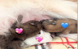 Pomeranian dogs for sale: 🎄🎅CHRISTMAS SPECIAL SMALL SKY🩵BLUE 👀 POMS - Image 4