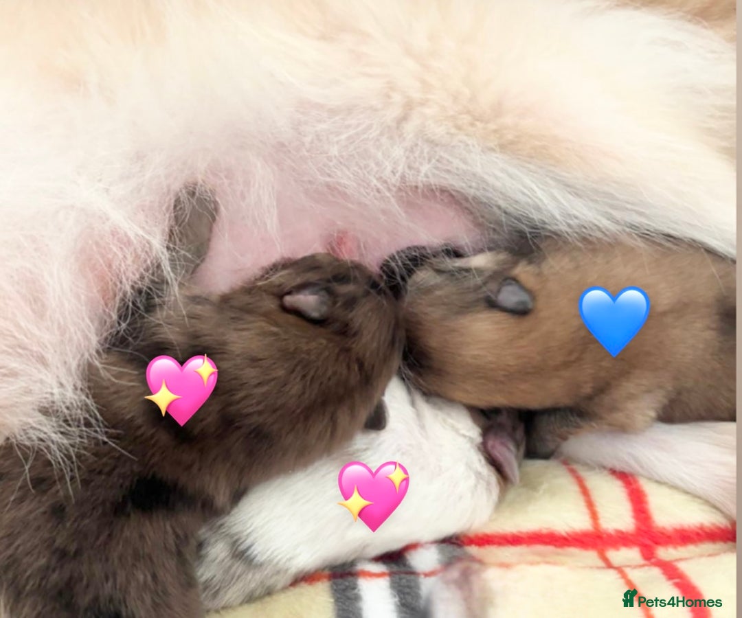 Pomeranian dogs for sale: 🎄🎅CHRISTMAS SPECIAL SMALL SKY🩵BLUE 👀 POMS - Image 4