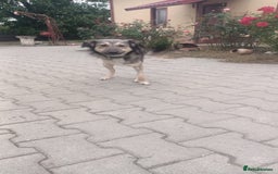 Mixed Breed dogs for adoption: HONEY !  a Lovely 3 LEGGED Boy - for a Loving Home - Image 20