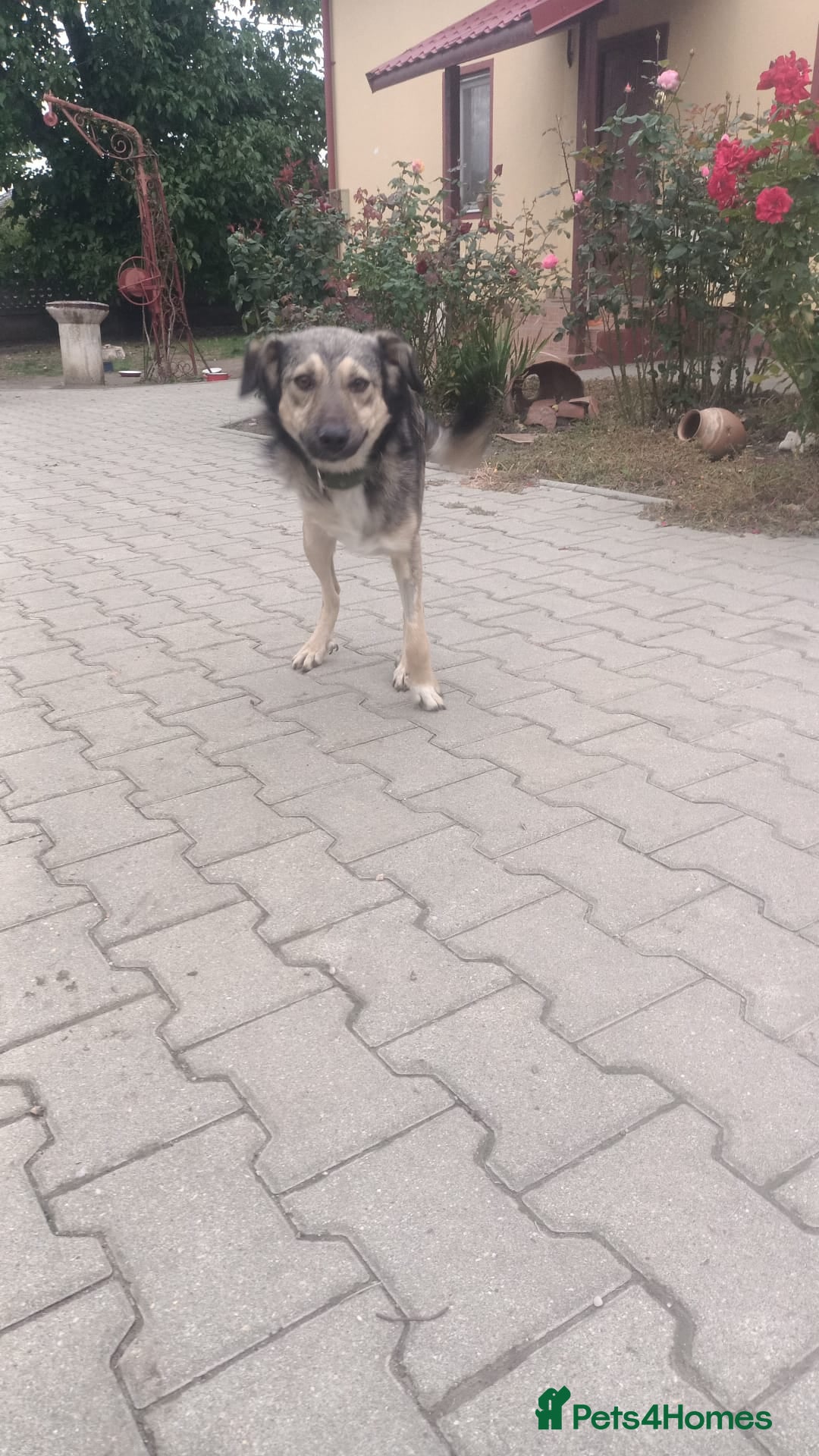 Mixed Breed dogs for adoption: HONEY !  a Lovely 3 LEGGED Boy - for a Loving Home - Advert 20