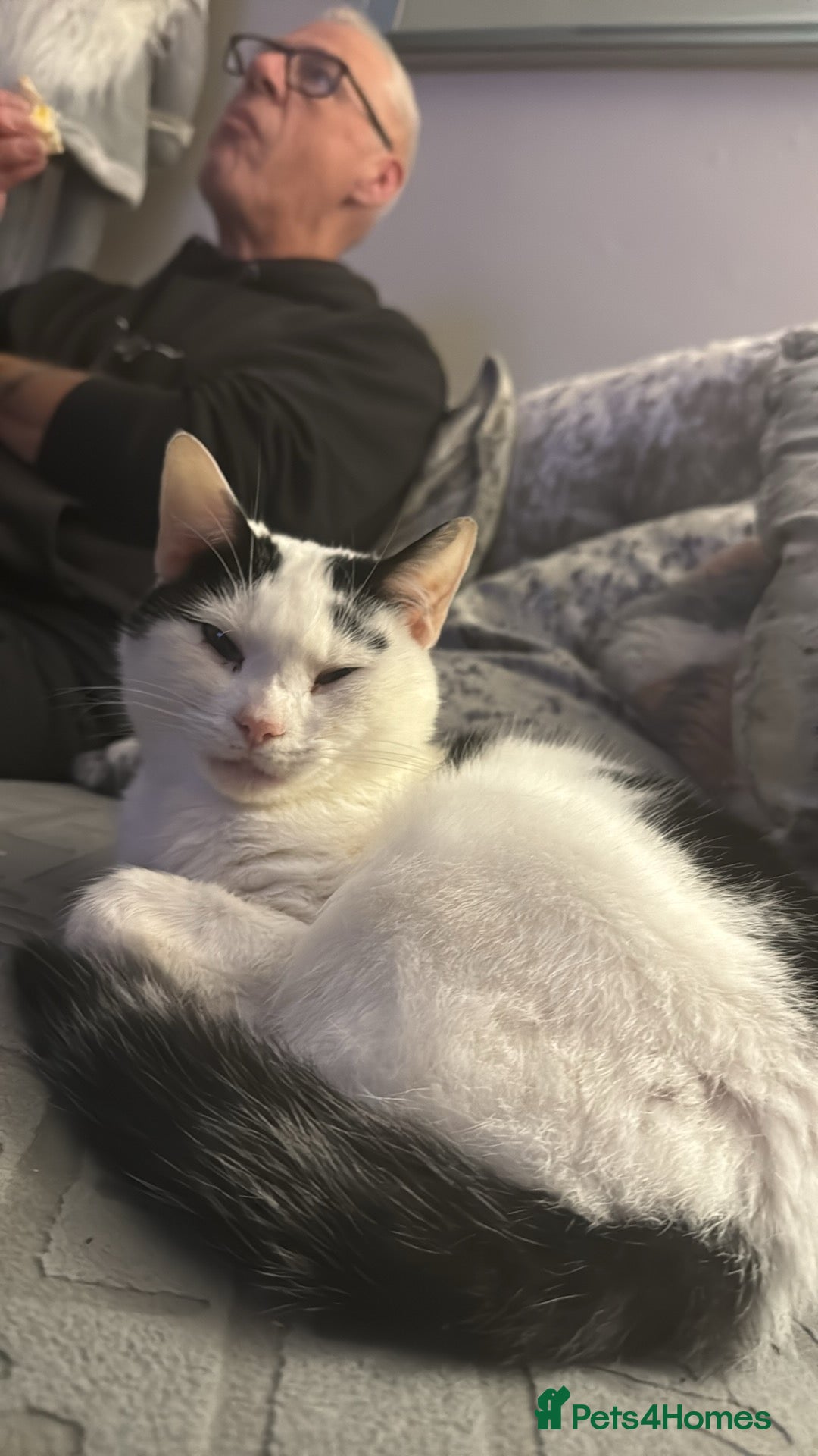 Mixed Breed cats for sale: Urgent New Home Needed - Image 1