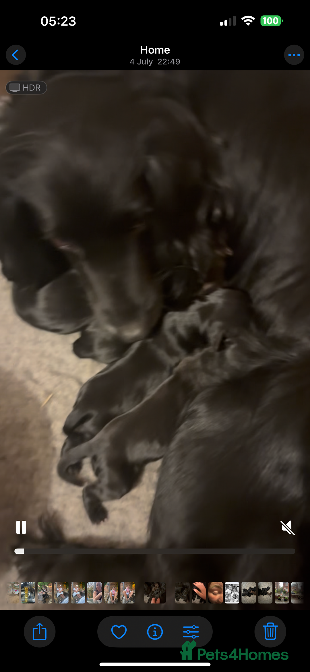 Sprocker dogs for sale: Sprocker puppies  - Image 9