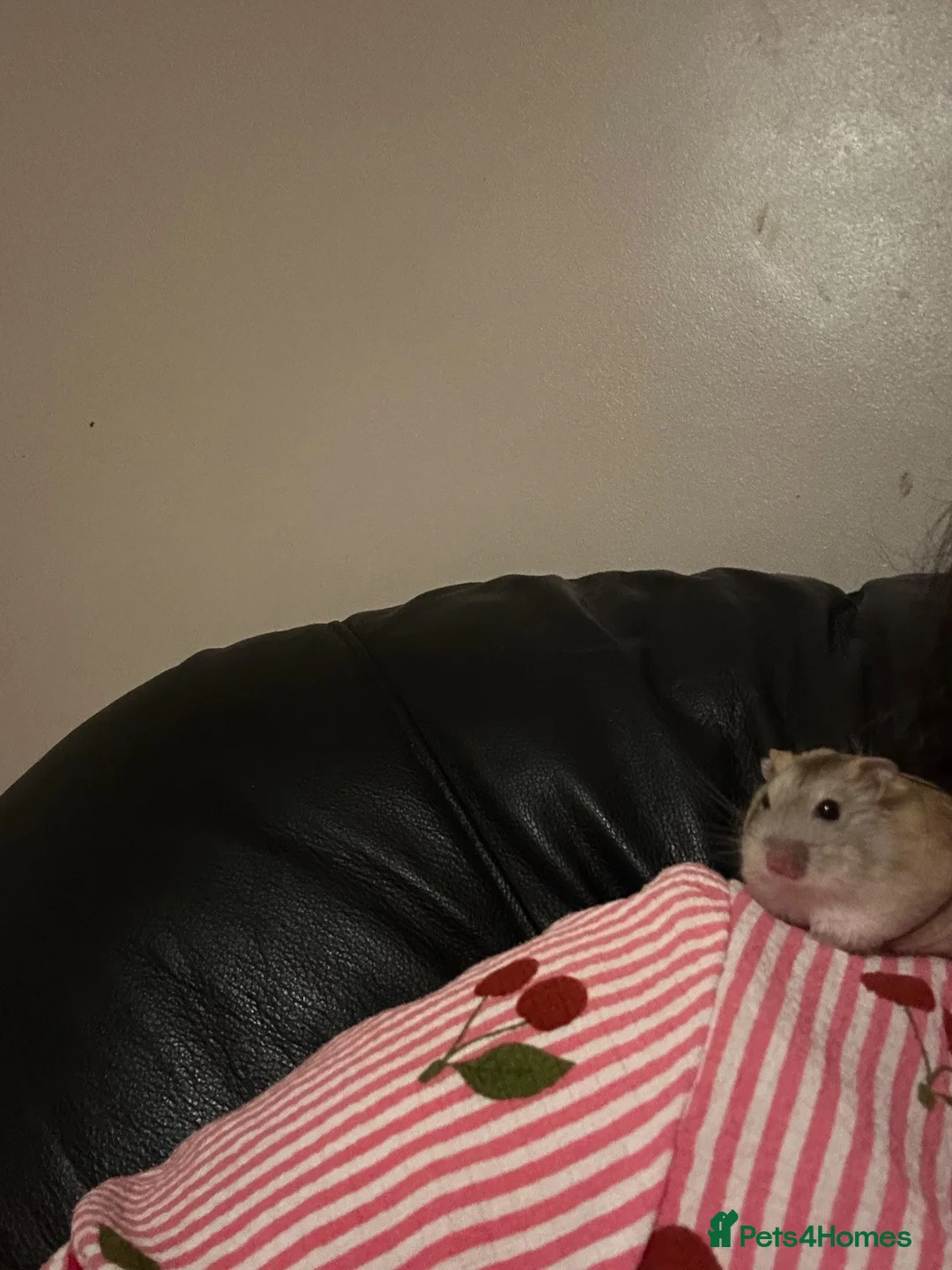 Hamster rodents for sale: Russian dwarf hamster - Advert 4