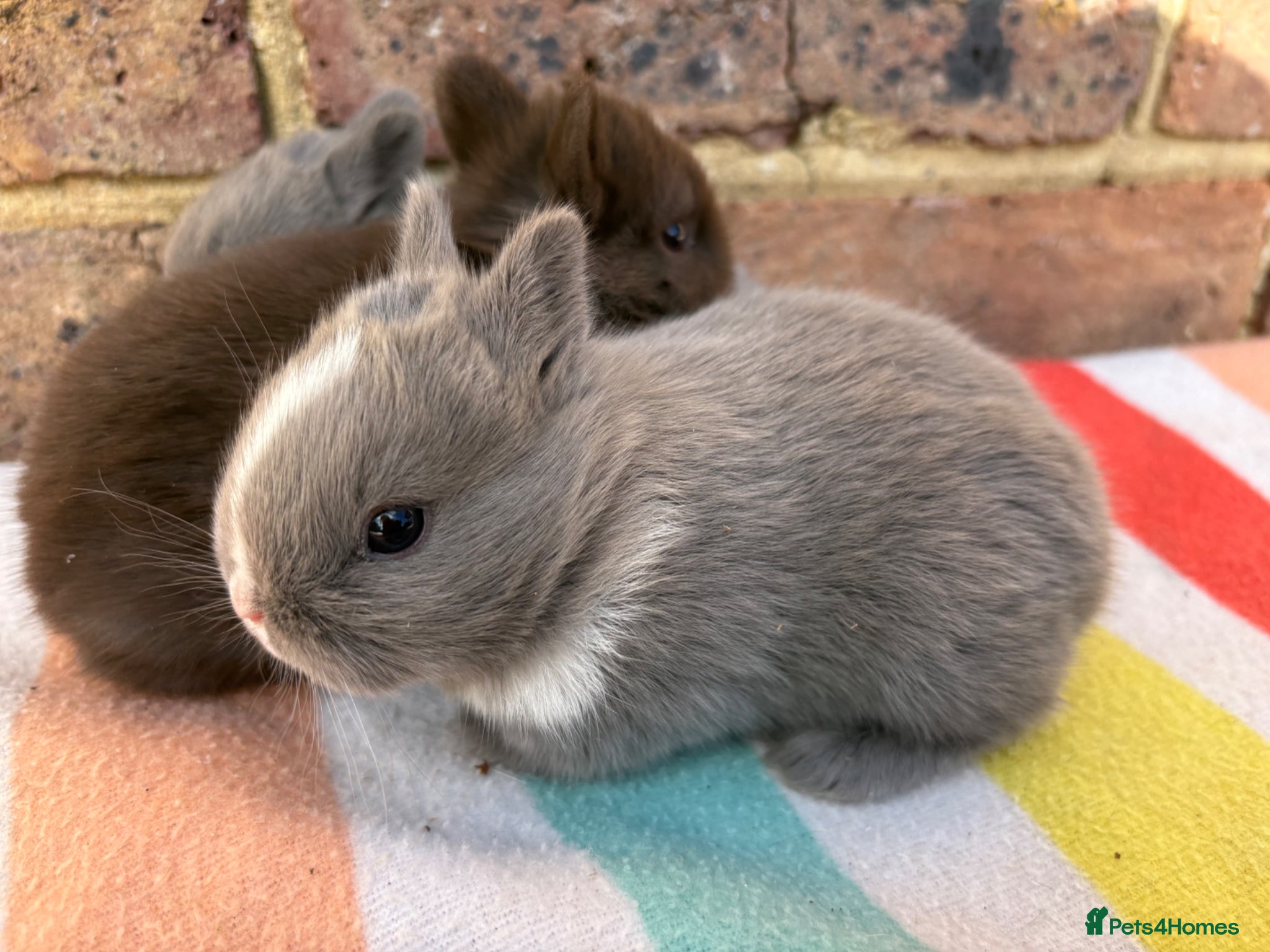 Netherland Dwarf rabbits Sweet Chocolate and blue Netherland Dwarf bunnies - Advert 5