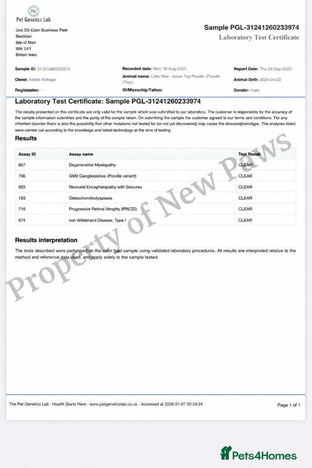 Maltipoo dogs for sale: 🧸 Incredible Teddy Bear TINY F1 Asian Maltipoo 🧸 - Advert 8