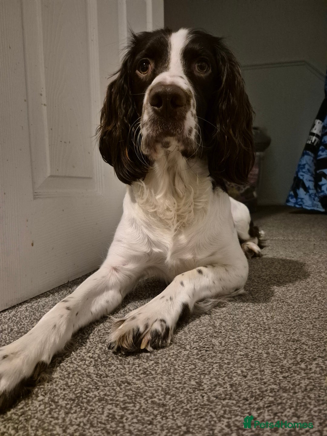 Mixed Breed dogs for sale: Bullmastiff x Springer Spaniel Puppies - Advert 18