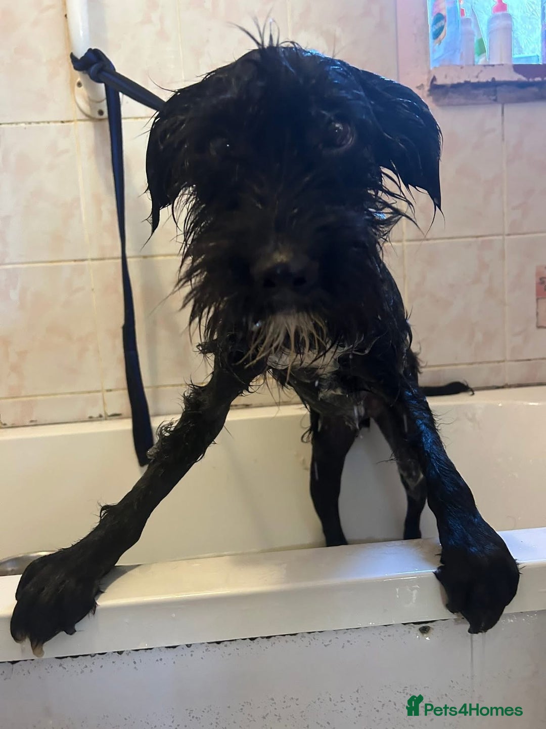 Mixed Breed dogs for adoption: Micky - Norwich Norfolk  - Image 1