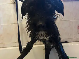 Mixed Breed dogs Micky - Norwich Norfolk - Advert 6