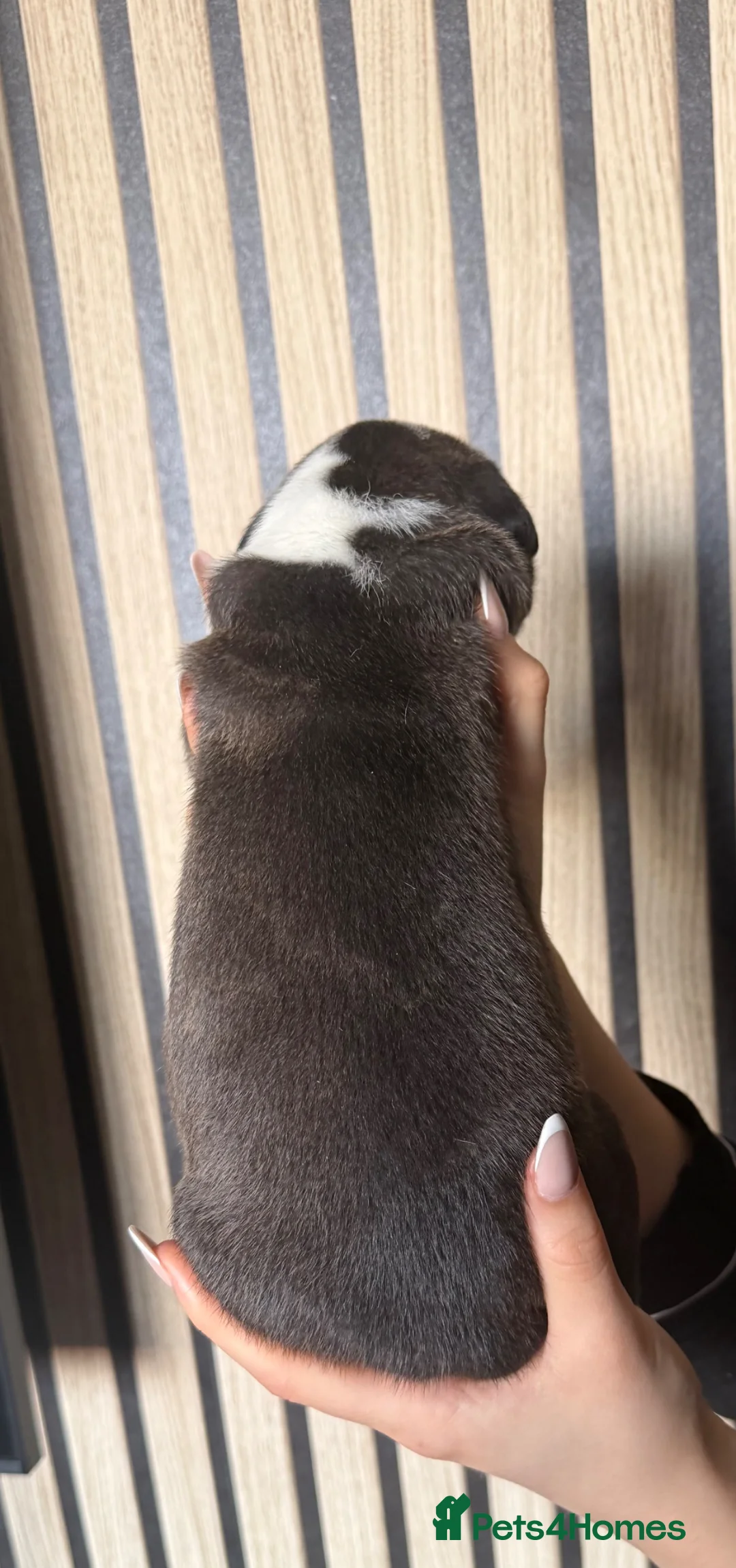 Mixed Breed dogs for sale: american bully cross staffy  - Advert 2