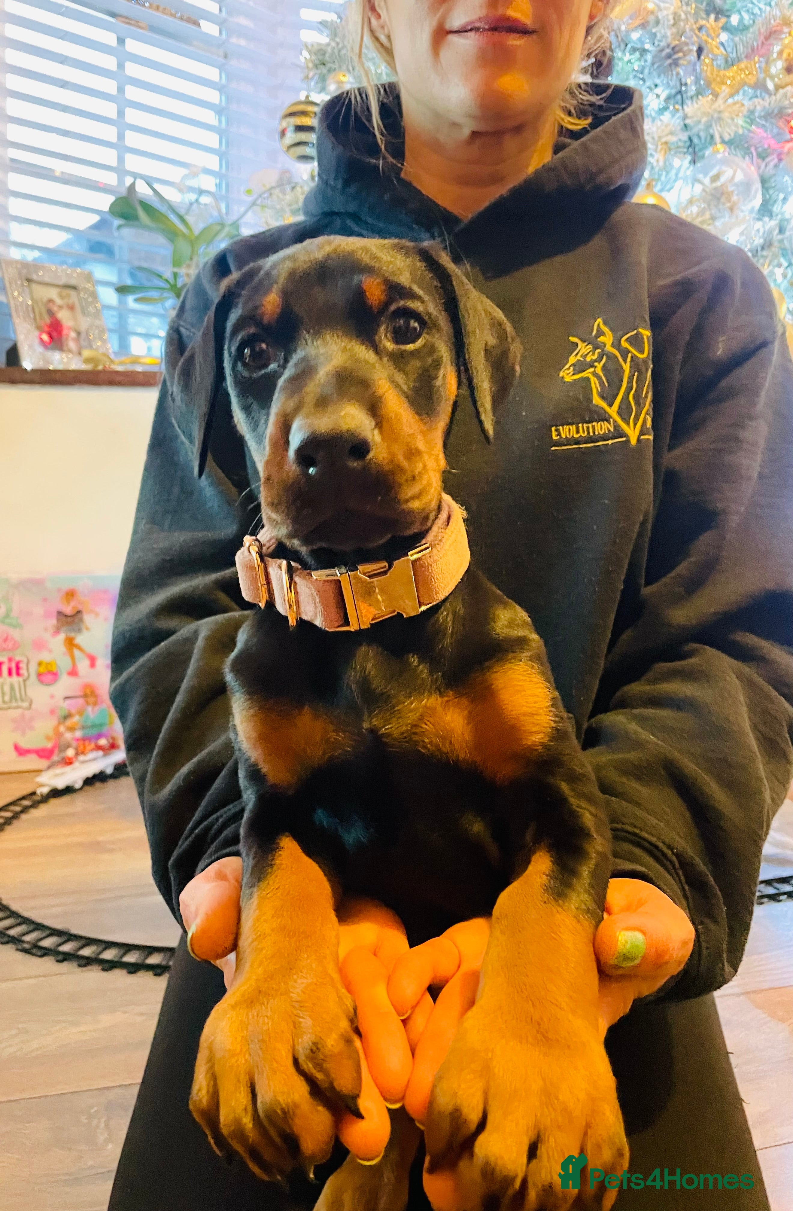 Dobermann dogs Top pedigree Del nasi Doberman puppies  - Advert 1