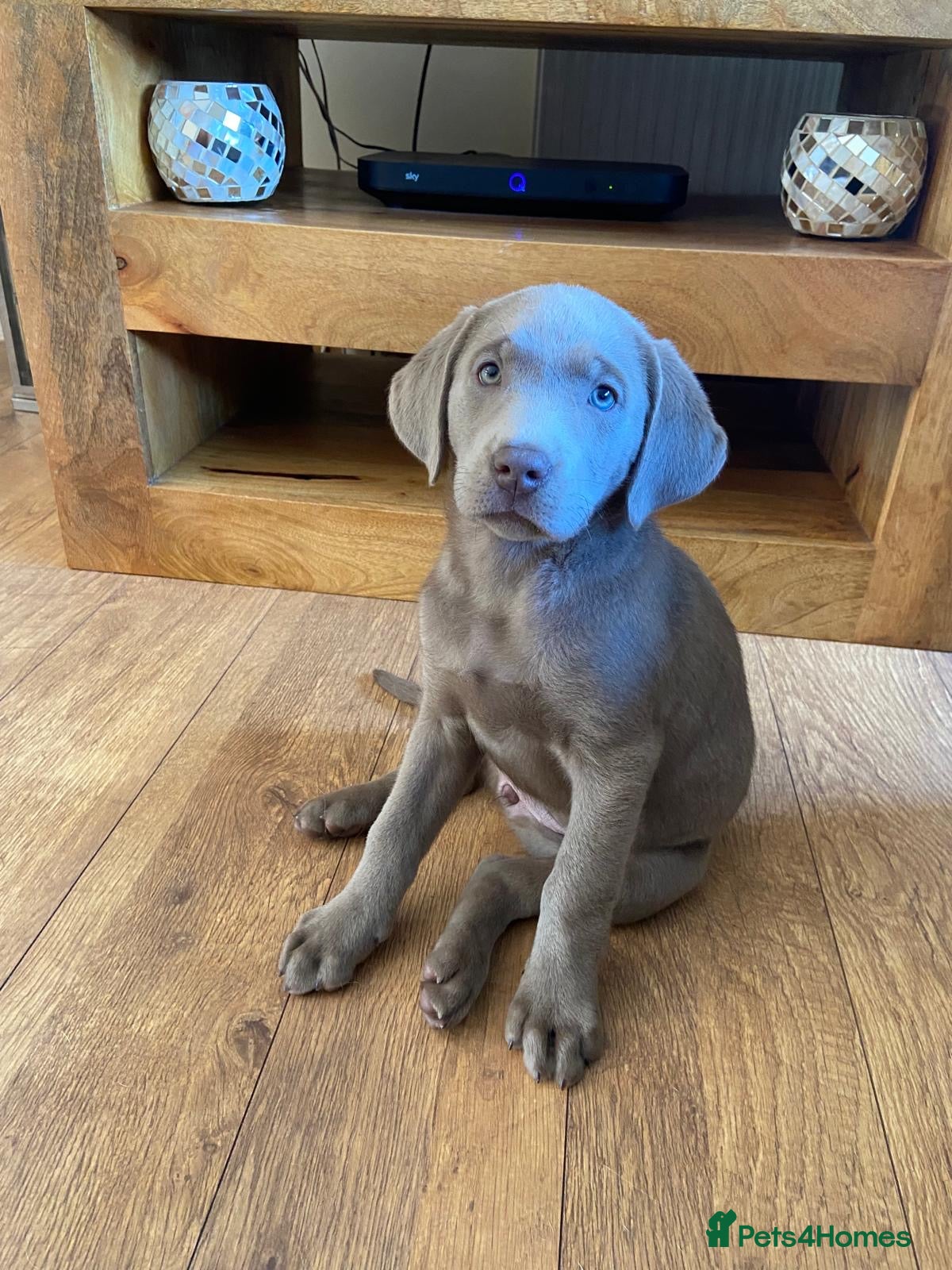 Labrador Retriever dogs Silver Labrador pups  - Advert 1