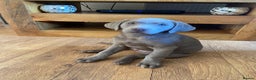 Labrador Retriever dogs for sale: Silver Labrador pups  - Advert 1